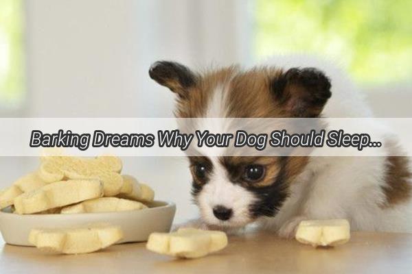 Barking Dreams Why Your Dog Should Sleep Alone